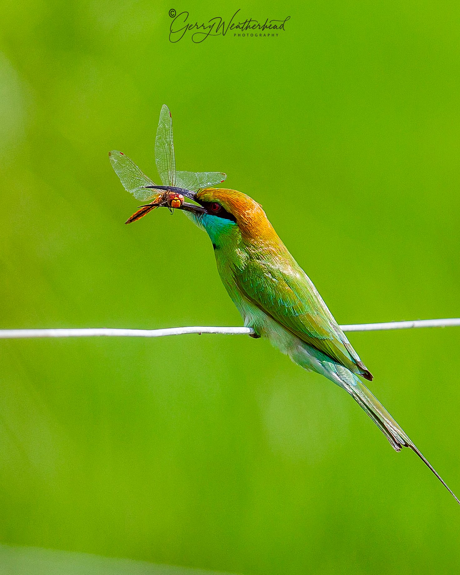 Bee-eater bird in Sri Lanka against a green natural background